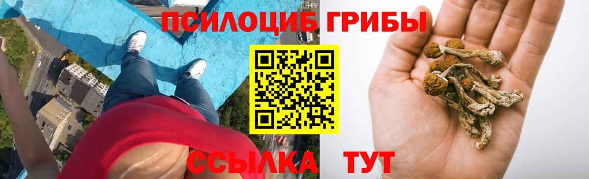 Псилоцибиновые грибы Psilocybe  Вход с VPN  Дивногорск 
